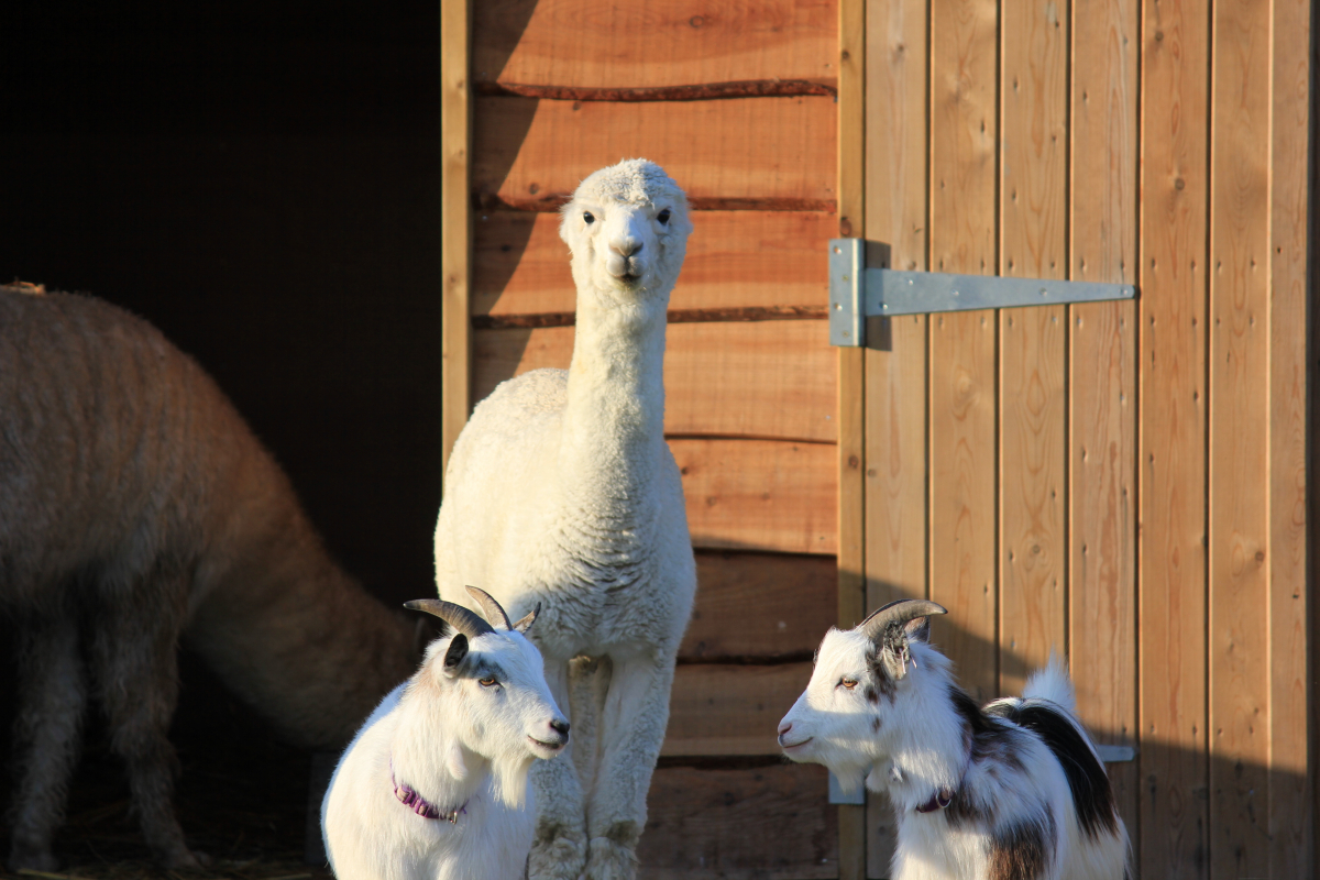 Guests are welcome to visit the animals